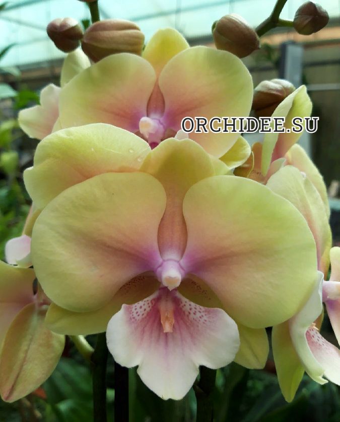 Phalaenopsis PH 363 Big Lip