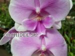 Phalaenopsis PH 364 Big Lip