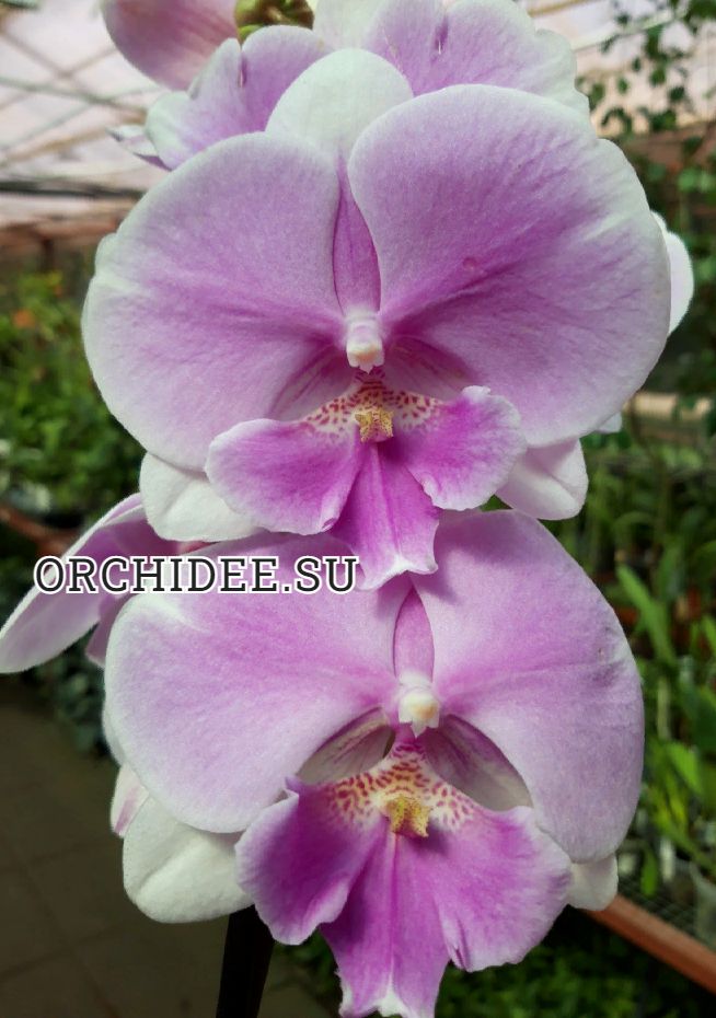 Phalaenopsis PH 364 Big Lip