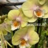 Phalaenopsis PH 365 Yonghome Wallet Big Lip