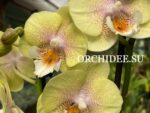 Phalaenopsis PH 365 Yonghome Wallet Big Lip