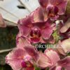 Phalaenopsis PHA 002/1 Pirate Picotee Butterfly peloric