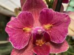 Phalaenopsis PHA 002/2 Pirate Picotee Red Butterfly peloric