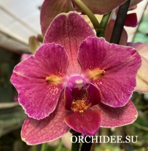 Phalaenopsis PHA 002/2 Pirate Picotee Red Butterfly peloric