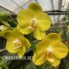 Phalaenopsis PHM 173 Butter Cup