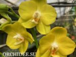 Phalaenopsis PHM 173 Butter Cup