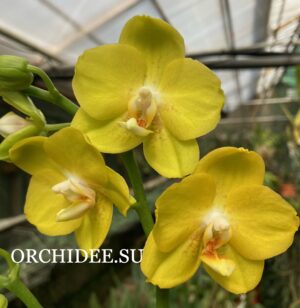 Phalaenopsis PHM 173 Butter Cup