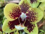 Phalaenopsis PHM 182 Monica Chaida