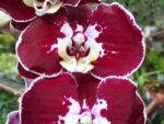 Phalaenopsis PH 366 Armion