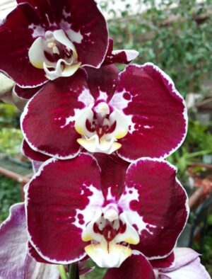 Phalaenopsis PH 366 Armion