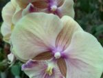 Phalaenopsis PH 367 Big Lip