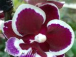 Phalaenopsis PHM 184 Younghome Chocolate Big Lip