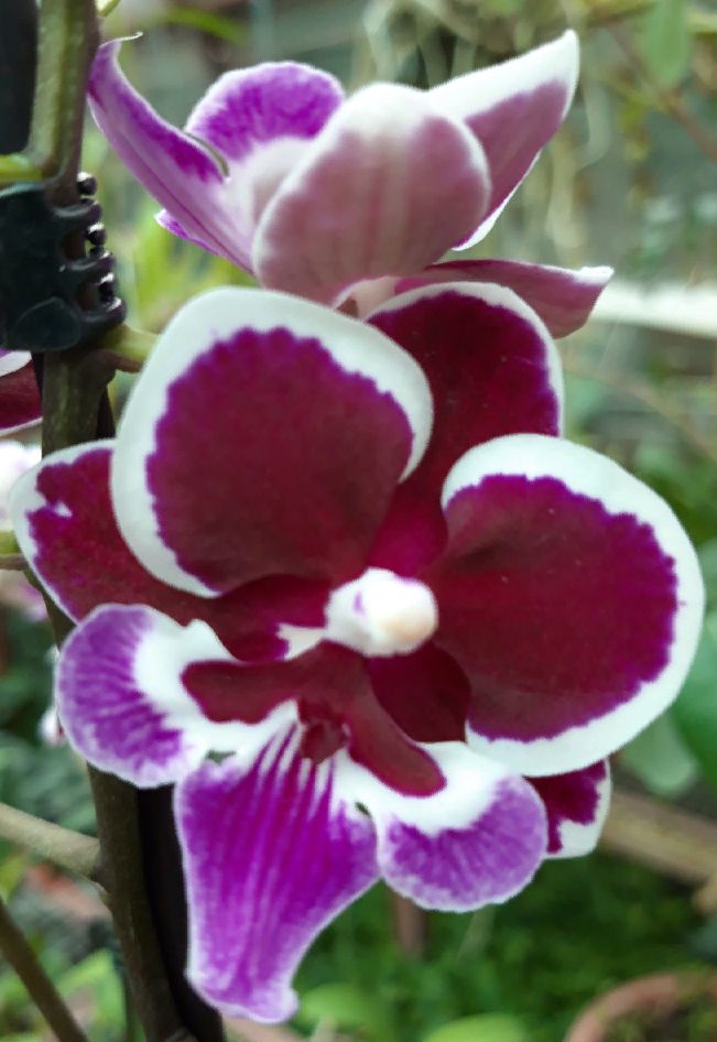 Phalaenopsis PHM 184 Younghome Chocolate Big Lip