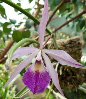 Brassavola hybrid – Орхидеи