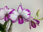 Dendrobium Enobi Purple 'Splash' AM/AOS