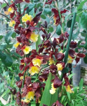 odontocidium01