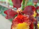 Odontocidium hybrid 01