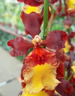 Odontocidium hybrid 01