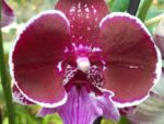 Phalaenopsis PH 368 Wine Velvet Big Lip