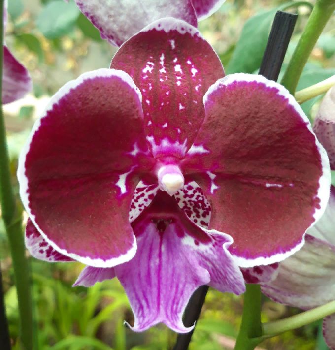 Phalaenopsis PH 368 Wine Velvet Big Lip