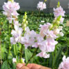 Phalaenopsis pulcherrima pink
