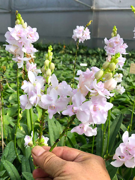 Phalaenopsis pulcherrima pink