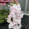 phalaenopsispulcherrimapink1
