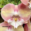 Phalaenopsis PH 370 Rainbow Unicorn Big Lip