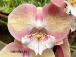 Phalaenopsis PH 370 Rainbow Unicorn Big Lip