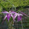 Brassavola Amethyst