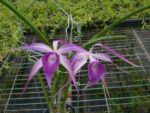 Brassavola Amethyst