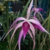 brassavolaamethyst1
