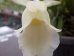 Cochleanthes hybrid alba