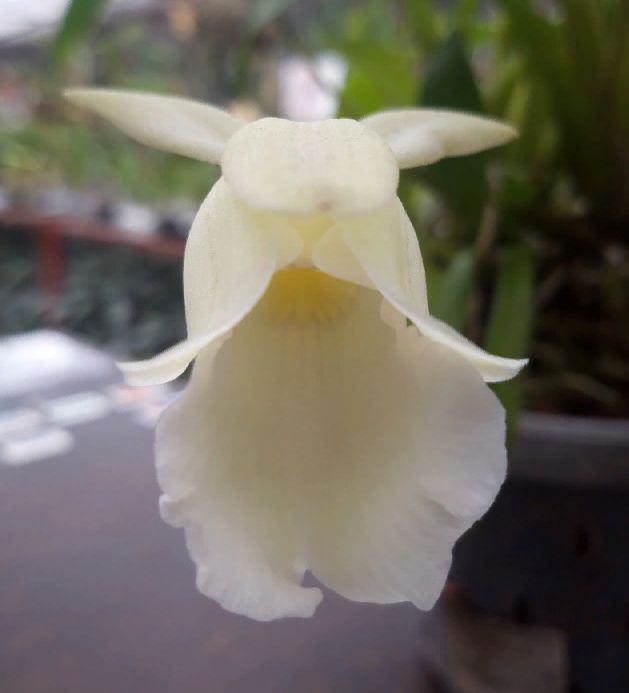 Cochleanthes hybrid alba