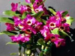Dendrobium nobile Red Emperor