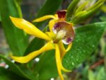 Encyclia cochleata yellow