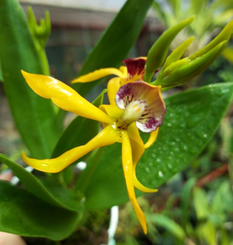 Encyclia cochleata yellow