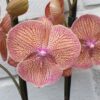 Phalaenopsis PH 369 Sogo Very Maple Big Lip