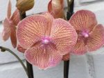 Phalaenopsis PH 369 Sogo Very Maple Big Lip