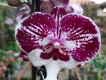 Phalaenopsis PH 371 Big Lip