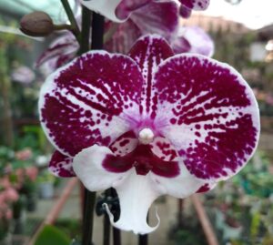 Phalaenopsis PH 371 Big Lip