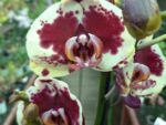 Phalaenopsis PH 372