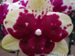 Phalaenopsis Allura "Exotic Dance"