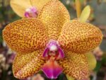 Phalaenopsis Bao Leopard