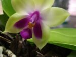Phalaenopsis bellina var. coerulea