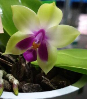 Phalaenopsis bellina var. coerulea