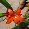 Ceratostylis retisquama