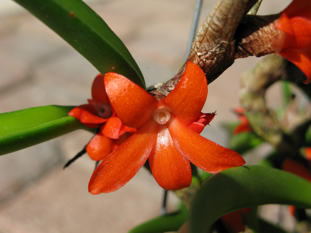 Ceratostylis retisquama