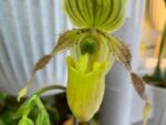 Paphiopedilum Honey