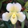 Paphiopedilum White Lady